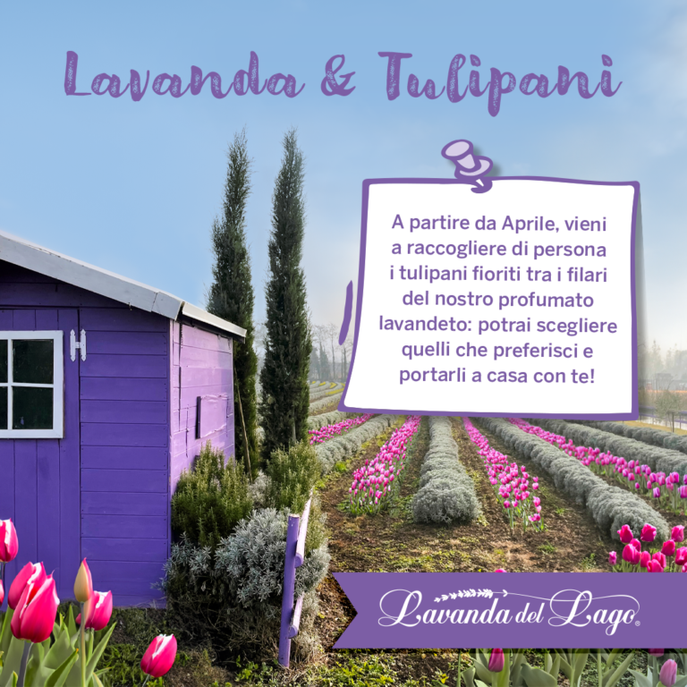 post-evento-lav-e-tulipani