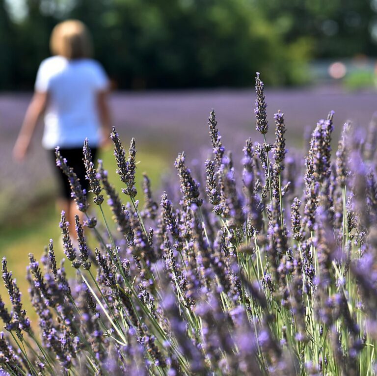 post-lavanda-primo-piano