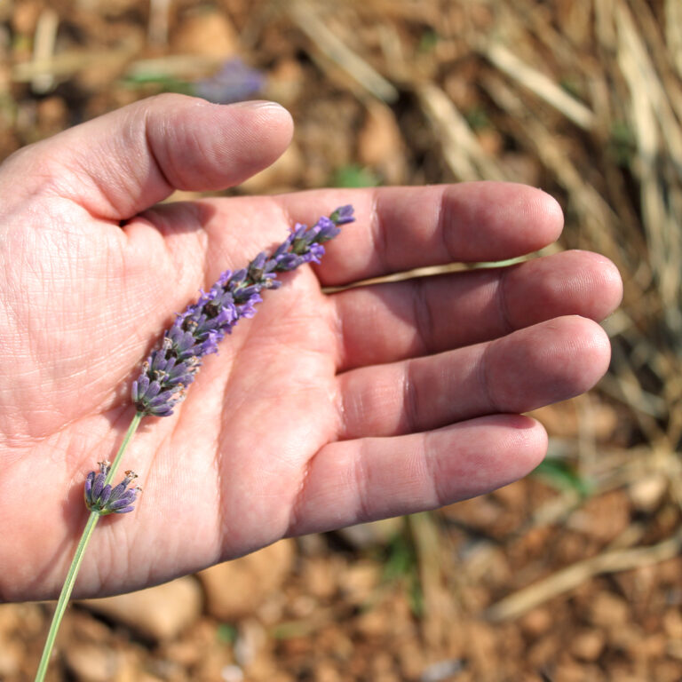 post-man-con-lavanda